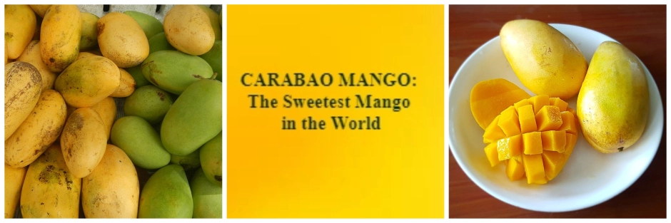 Philippine Mango Guinesse World Record